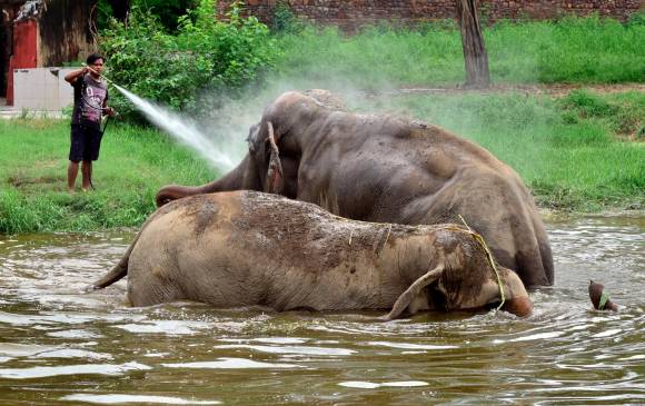 Voluntarios bañan elefantes en el zoológico de Delhi. FOTO. GETTY