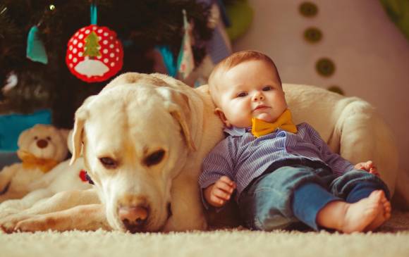 Los veterinarios pueden ayudar en el proceso de su mascota con el nuevo integrante de la familia.