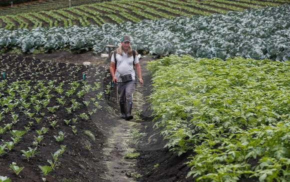 El país aprovecha solo el 35 % del suelo apto para agricultura. Optimizar el sector es clave. FOTO Manuel Saldarriaga