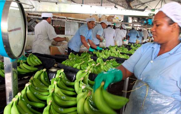 Productores y exportadores de banano solicitan a los supermercados europeos y norteamericanos revisar los precios que pagan por la fruta. FOTO Julio César Herrera