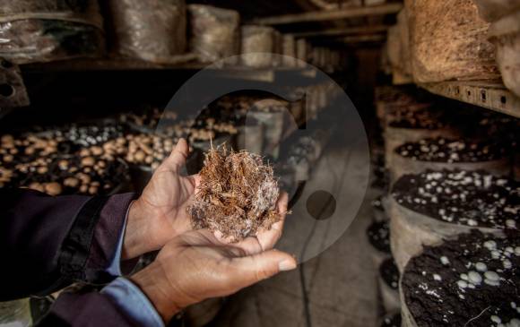Tras el procesamiento del compost, los champiñones se cultivan en salas como la que aparece en la fotografía. FOTO camilo Suárez