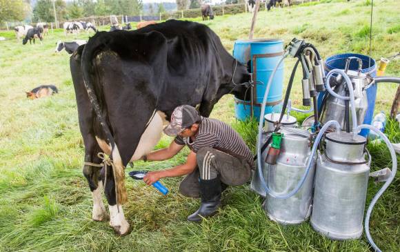 La apuesta del Gobierno es fortalecer el marco normativo del sector lácteo a través de su actualización acorde con la realidad productiva del país y las tendencias que se aplican en el mundo. FOTO Edwin Bustamante