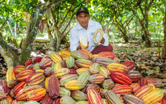 Acefuver arrancó en Urabá en 2013 produciendo 28 toneladas de cacao al año, en 2020 la producción alcanzó las 350 toneladas. FOTO JUAN ANTONIO SÁNCHEZ