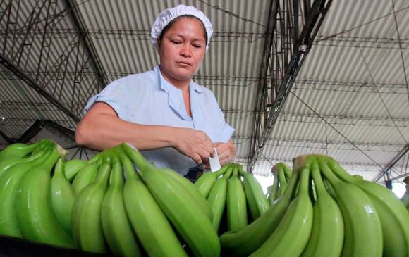 Bananeros lograron récord exportador en 2020