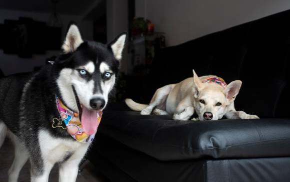 Los perros no deberían dejarse más de 6 horas solos, según las especialistas. Si se va a ausentar más de ese tiempo es mejor buscar ayuda. FOTO Camilo Suárez.