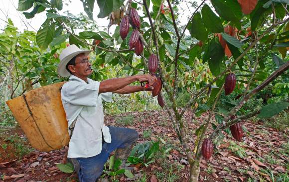 El chocolate, el café y algunos cereales serán los más afectados. Foto: Hernán Vanegas