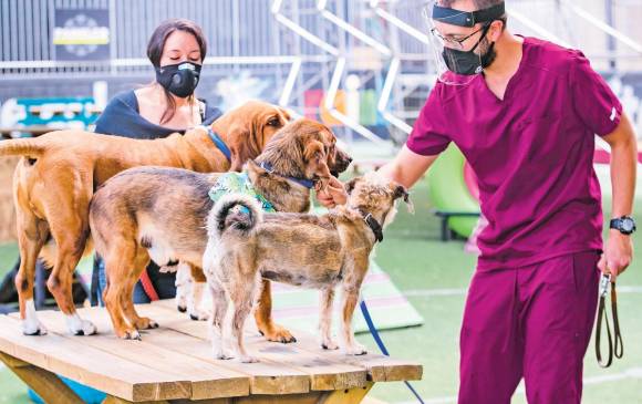 Un perro de asistencia y su entrenador visitan al paciente en el hospital y se quedan entre 10 y 15 minutos. Adiestradores entrenan los animales. FOTO manuel saldarriaga