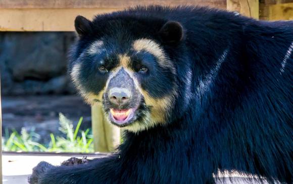 El Nudo de Paramillo, en Peque, quedó confirmado como un lugar donde habita el oso andino. FOTO juan antonio sánchez y arriba imagen tomada de la cámara trampa.