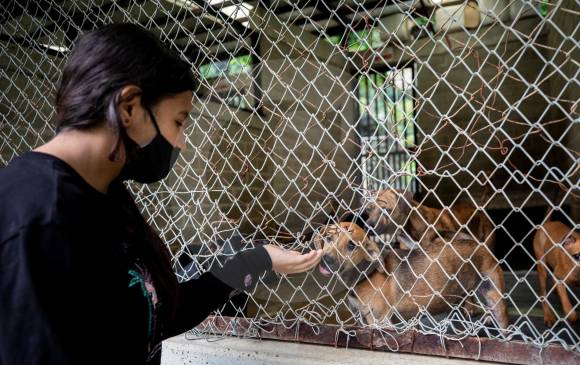 Deisy Marín no pudo llevarse su mascota elegida, porque en La Perla primero deben conocer su residencia para poder entregarle el animal, que se da esterilizado y con microchip. FOTO camilo suárez