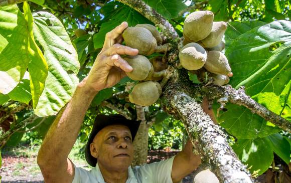 El predio de don Jairo Rivera, además de producir zapotes, ayuda a conservar el agua, la fauna y la flora. FOTO juan antonio sánchez