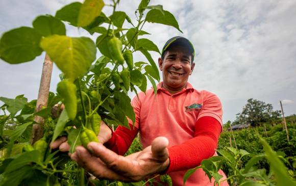 Walter Vidal Durango es un sincelejano que lleva 21 años sembrando ají en la vereda El Deseo de Cáceres, Bajo Cauca antioqueño. FOTOS CAMILO SUÁREZ