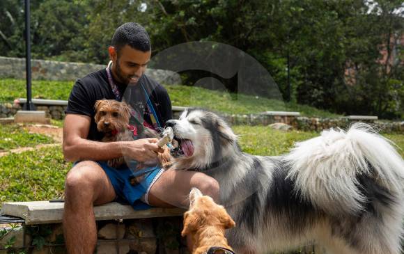 Las familias pueden acceder desde ya a la plataforma e inscribir sus animales de compañía. FOTO camilo suárez