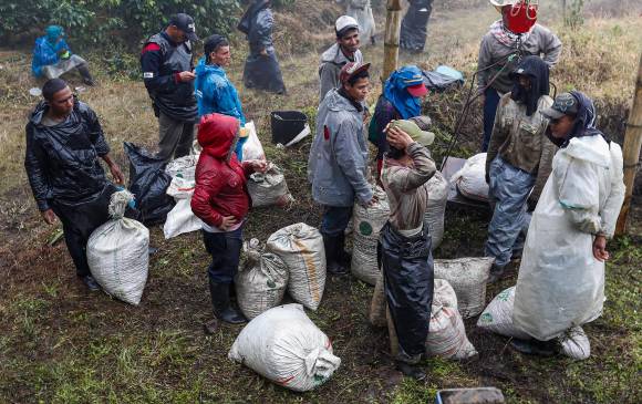 Una estrategia que propone el plan es identificar a todos los trabajadores y recolectores de las fincas cafeteras, para tener un control de quién se mueve por las veredas. FOTO manuel saldarriaga