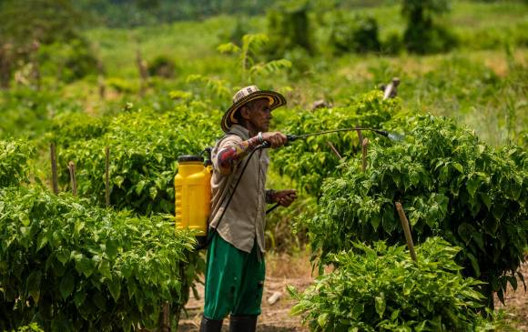 Una de las iniciativas del proyecto de ley es crear un fondo cuenta con el 10% de las utilidades del Banco Agrario en 2021; y otras fuentes de entidades del Estado. Foto: Camilo Suárez