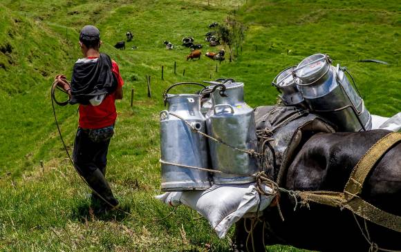 El llamado de los lecheros es a apoyar y a proteger más la producción nacional por medio de ayudas e incentivos que permitan equilibrar la balanza comercial, así como acceder a los insumos a precios justos. Foto: Juan Antonio Sánchez 