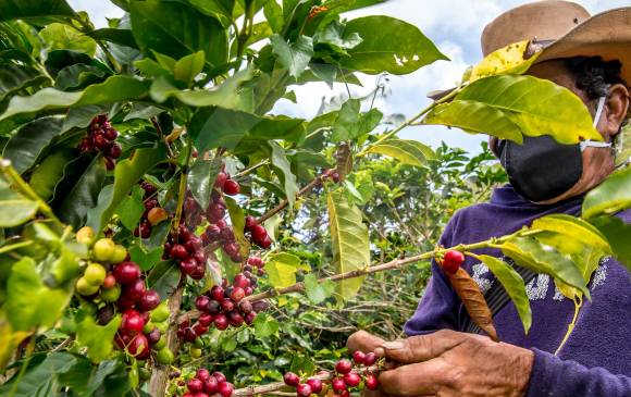 En diciembre la cosecha cafetera creció 4 % pasando de 1,68 millones de sacos en 2019 a 1,74 millones en el último mes de 2020. FOTO JUAN ANTONIO SÁNCHEZ