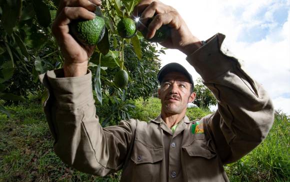 La seguridad alimentaria debe incluir componentes orientados a estimular la agricultura, un eslabón débil. FOTO edwin bustamante