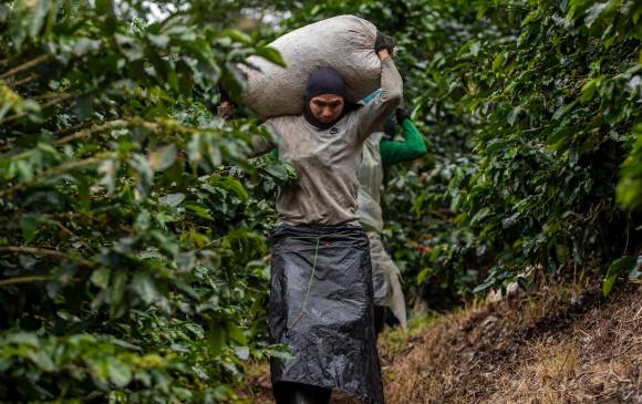 Colombia se alista para recoger más de 6 millones de sacos de café este primer semestre, según la Federación Nacional de Cafeteros. FOTO Camilo Suárez