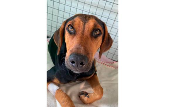 La perrita callejera recatada de Niquía, en Bello, se llamará desde ahora Esperanza. FOTO: Cortesía