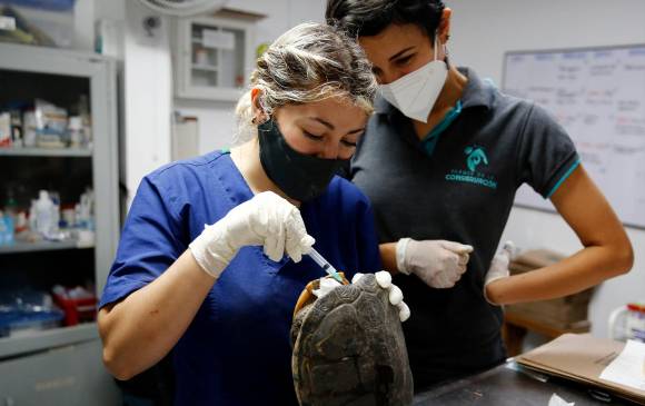 En Medellín recuperan más de 100 tortugas para luego liberarlas