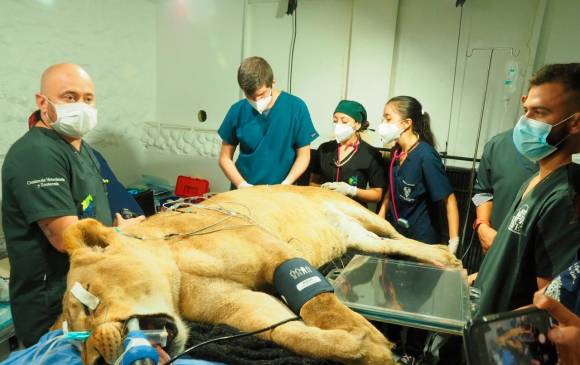 A la leona del anteriormente conocido Zoológico de Santa Fe también le detectaron una peritonitis. FOTO: PARQUE DE LA CONSERVACIÓN.