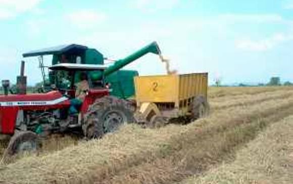 En 2020 la producción de arroz en Colombia fue de 2,91 millones de toneladas. FOTO cortesía