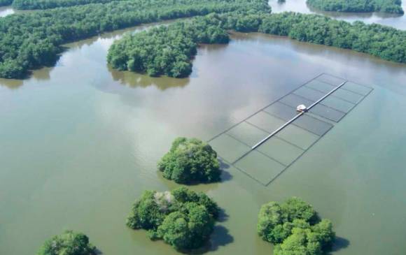 La bahía Cispatá tiene el bosque de manglar mejor conservado de Colombia y con potencial para capturar 1.363.031 toneladas de emisiones de CO2. FOTO cortesía cvs
