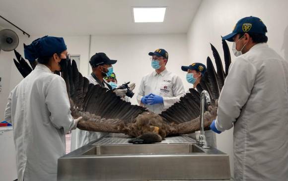 Los tres ejemplares fueron entregados a tres instituciones para más investigación. Foto: Cortesía Uniremington