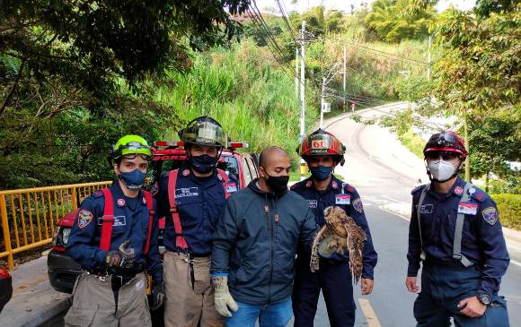 Así fue el rescate de un búho que se enredó en una cometa en Envigado