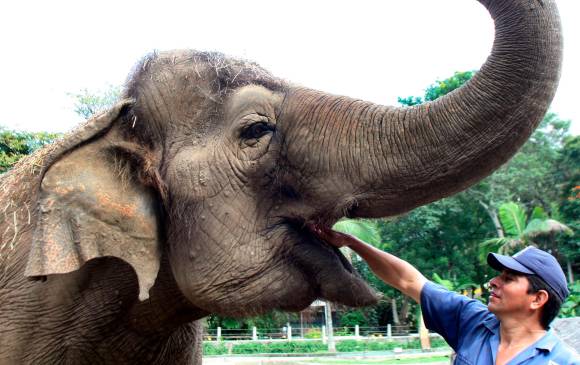 La elefanta Leidy vivió sus últimos años en el Parque de la Conservación (antiguo Zoológico). Un lugar que la acogió después de ser explotada en circos nacionales e internacionales. FOTO ARCHIVO JULIO CÉSAR HERRERA.