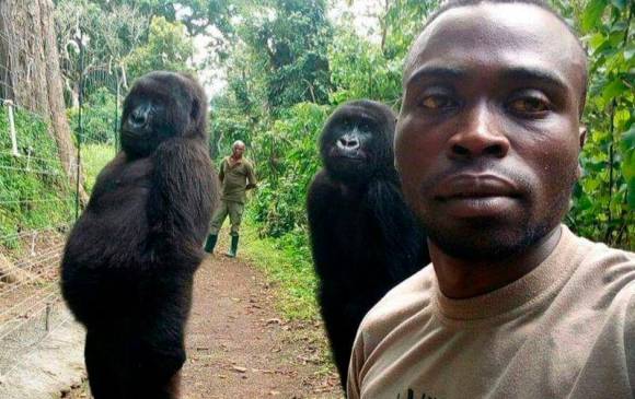 Esta fue la selfie que le dio la vuelta al mundo, en la que se ve a la gorila posando con su cuidador. Foto: ONG Virunga