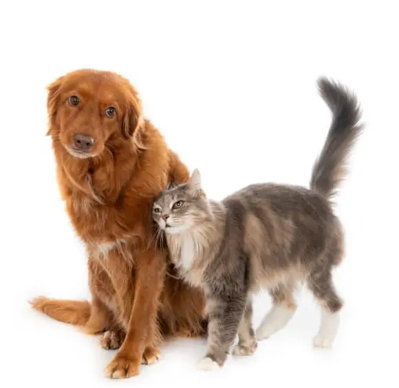 Perros y gatos de Funza podrán acceder a procedimientos de esterilización gratuitos en un espacio diseñado para garantizar su seguridad y bienestar. FOTO: Magnific.