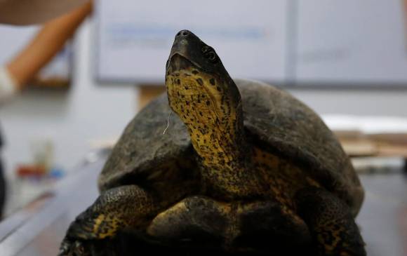 En Medellín recuperan más de 100 tortugas para luego liberarlas