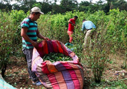 Colombia cuenta con más 60% de la producción de coca mundial. FOTOS CAMILO SUÁREZ. 