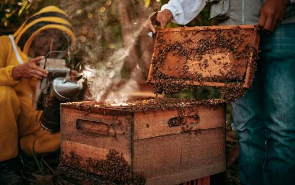 Diversos campos de las localidades del Bajo Cauca ahora cuentan con colmenas para el cultivo de abejas, que además de cumplir una función ambiental mejoran la calidad de vida. FOTO cortesía