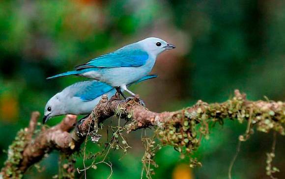 Colombia, según la entidad promotora del turismo (Procolombia), es el país mas biodiverso del mundo por metro cuadrado. FOTO: COLPRENSA.