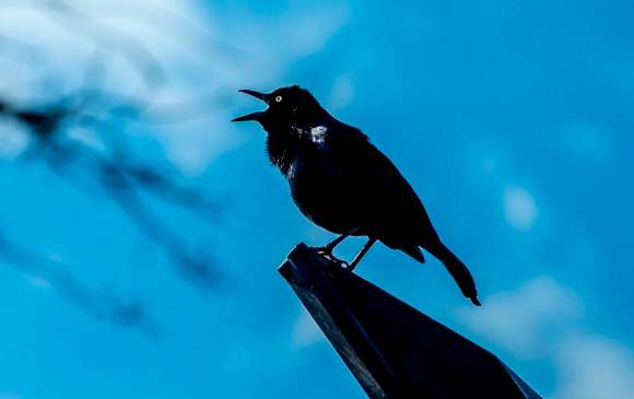 Desespero, desorientación, abandono de sus crías y nidos, lesiones y hasta la muerte son las consecuencias de la pólvora sobre las aves. FOTO JUAN ANTONIO SÁNCHEZ