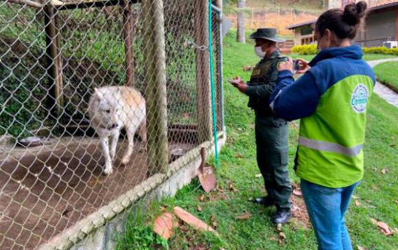 Los veterinarios y biólogos de Cornare han estado investigando con expertos de otros países con experiencia en manejo y cría de wolf dog para avanzar en este caso. FOTO Cortesía