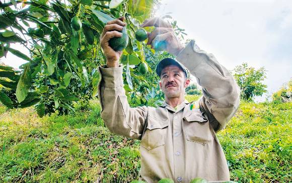 Negocio de aguacate Hass transita hacia la maduración