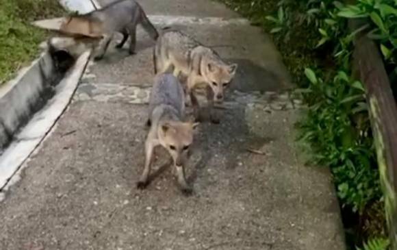 Los tres zorro perros salieron a buscar alimento a uno de los senderos peatonales del parque. IMAGEN TOMADA DEL VIDEO