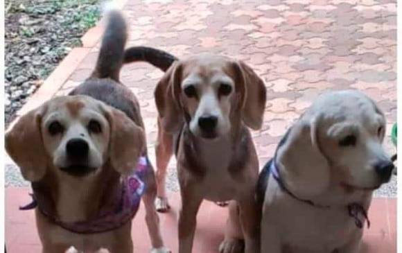 Fiscalía investiga envenenamiento de mascotas en unidad de Envigado 