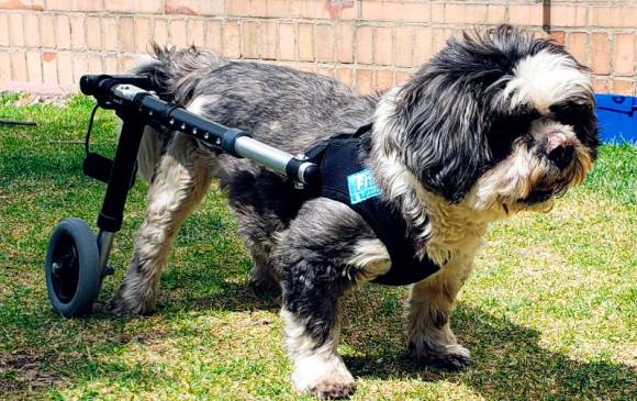 Ejemplo de una silla de ruedas para perro. FOTO Cortesía Tatiana Ríos