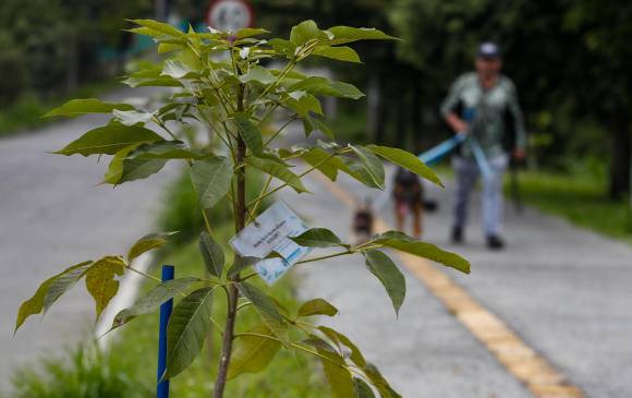 Para el alcalde Juan Sebastián Abad Betancur, sembrar árboles es sembrar vida y es una manera de resignificar la muerte”. Foto: Manuel Saldarriaga Quintero.