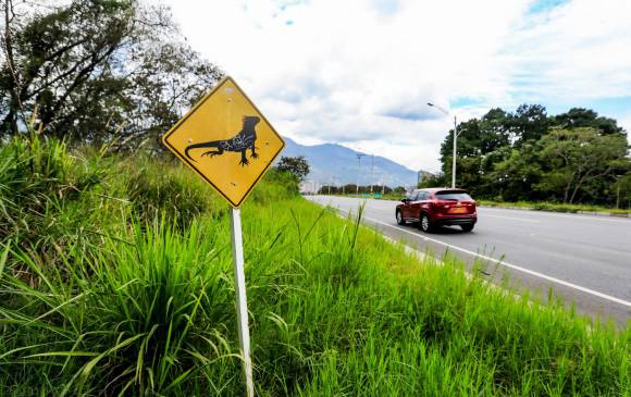 Por ser una vía amplia y con buenas especificaciones, la Regional Oriental Norte, en sus dos brazos o fases, permite desarrollar altas velocidades. Se pide más precaución. FOTO jaime pérez munévar