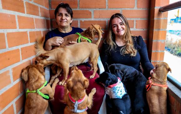Este ejemplar se llama Rayo, fue rescatado de una tumba en Cali, donde unos desalmados lo enterraron vivo. Ya le fabricó un caminador. FOTO JAIME PÉREZ