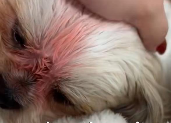 La perrita sufrió fuertes lesiones y a pesar del esfuerzo de los médicos veterinarios no pudieron salvarle la vida. FOTO: IMAGEN TOMADA DE REDES