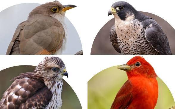 Aves migratorias llegan al Valle de Aburrá: cuáles puede ver y qué hacer si encuentra una