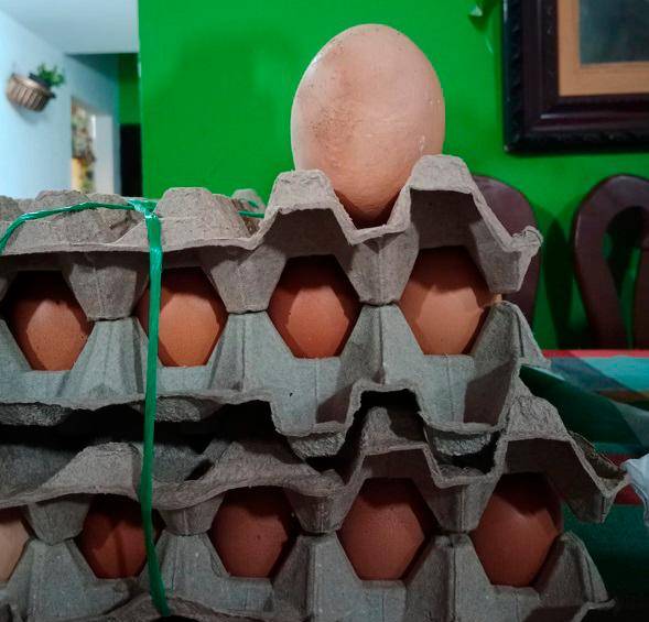 Esta es la proporción del huevo en comparación con los de tamaño promedio. Foto: Cortesía Familia-Viviendo Santa Elena