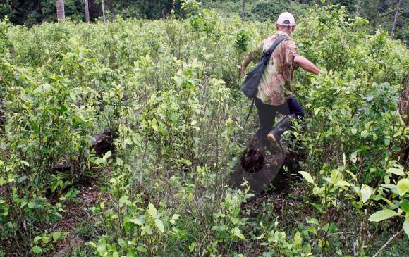 Washington subrayó que el crecimiento de 245.000 hectáreas de coca en Colombia bate todos los récords registrados en el país. FOTO MANUEL SALDARRIAGA