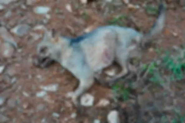 El zorro perro y sus crías fueron las nuevas víctimas de indolencia y salvajismo de las personas. FOTO: CORTESÍA